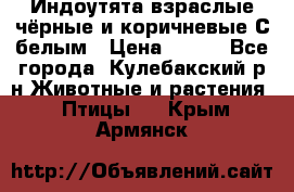 Индоутята взраслые чёрные и коричневые С белым › Цена ­ 450 - Все города, Кулебакский р-н Животные и растения » Птицы   . Крым,Армянск